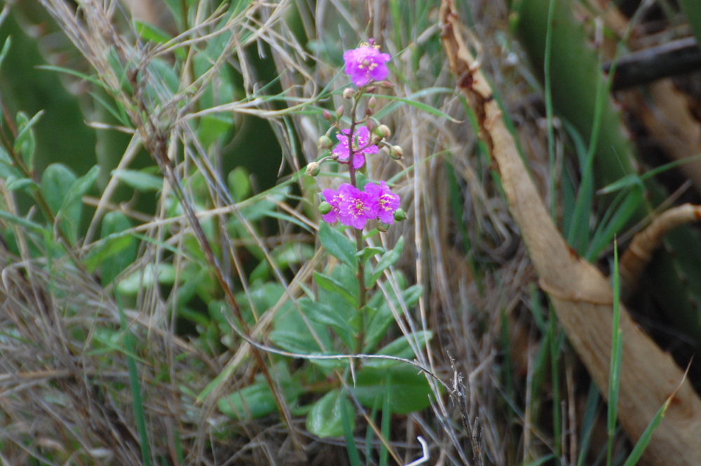 Tanzania - Talinum portulacifolium (Talinaceae)